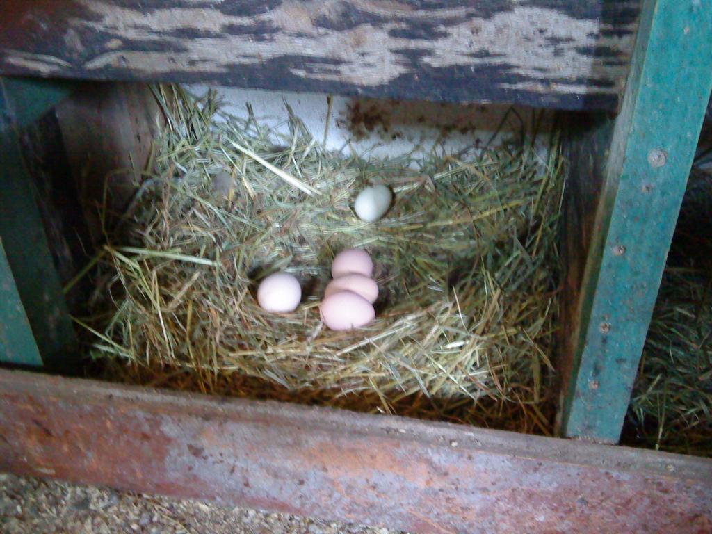 Ferienwohnung Am Storchennest Schmogrow Bagian luar foto